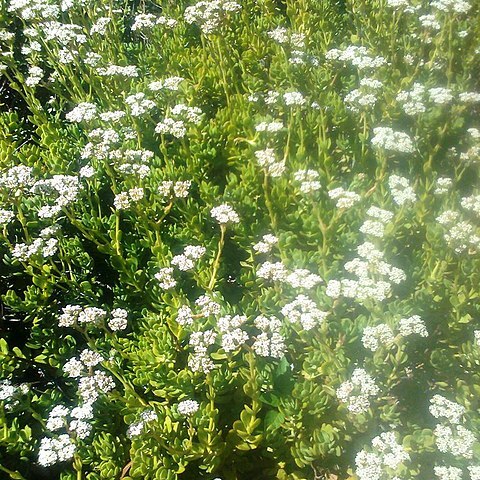 Crassula rubricaulis unspecified picture