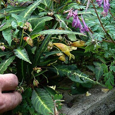 Impatiens omeiana unspecified picture