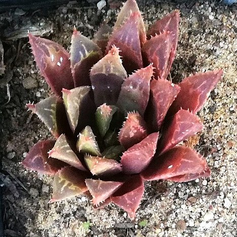 Haworthia rossouwii var. calcarea unspecified picture