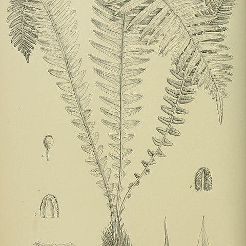 Blechnum durum unspecified picture