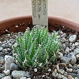 Haworthia decipiens var. xiphiophylla unspecified picture