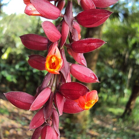 Thunbergia coccinea unspecified picture