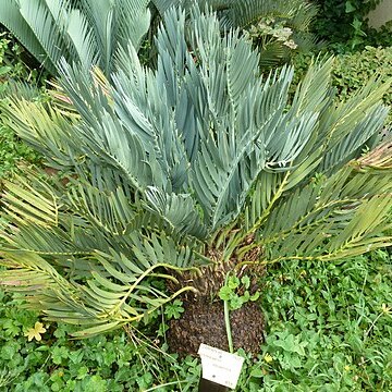 Encephalartos dolomiticus unspecified picture