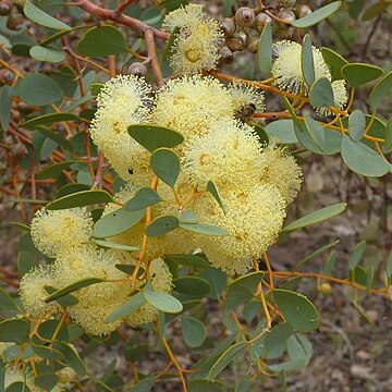 Eucalyptus crucis unspecified picture