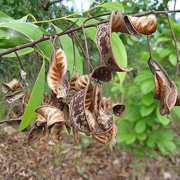 Acacia lamprocarpa unspecified picture