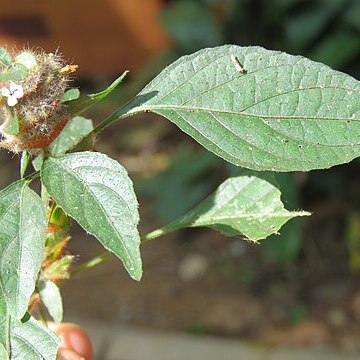 Phaulopsis dorsiflora unspecified picture