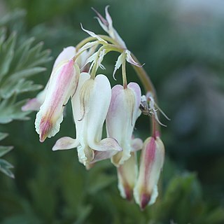 Dicentra nevadensis unspecified picture