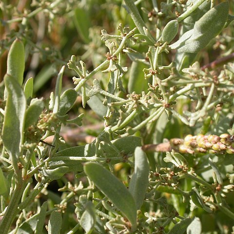 Atriplex pedunculata unspecified picture