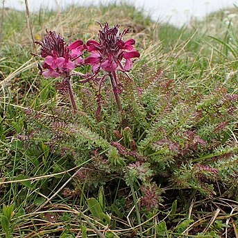 Pedicularis orthantha unspecified picture