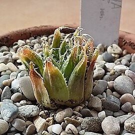 Haworthia decipiens var. cyanea unspecified picture