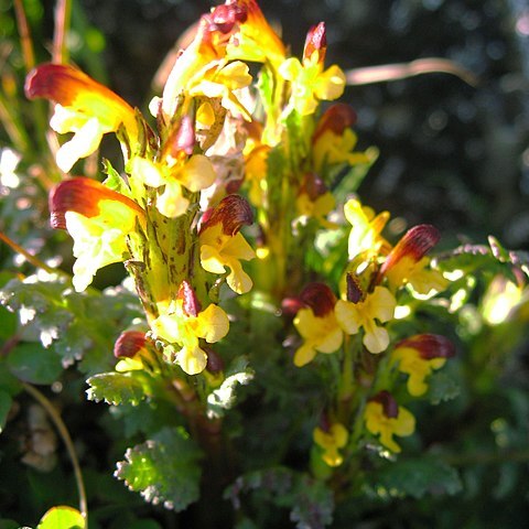 Pedicularis flammea unspecified picture