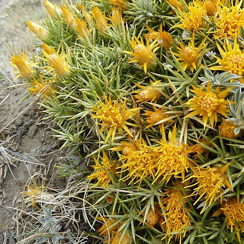 Chuquiraga aurea unspecified picture