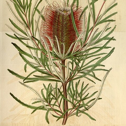 Banksia occidentalis unspecified picture