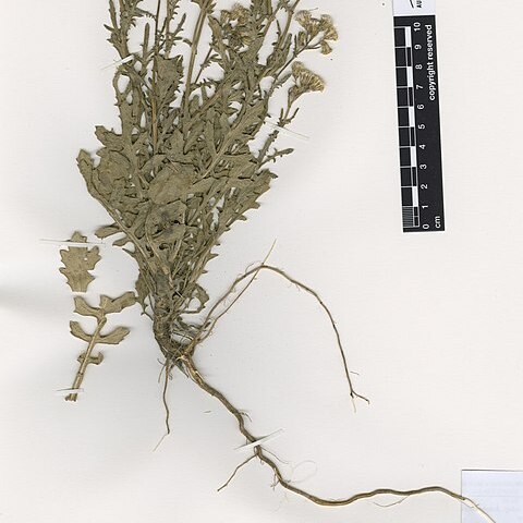 Senecio repangae subsp. pokohinuensis unspecified picture