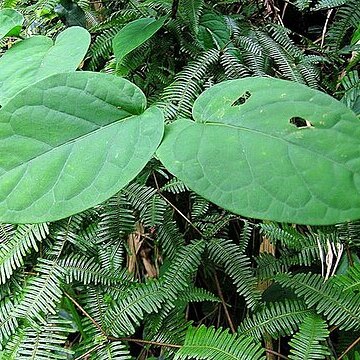 Jasminanthes mucronata unspecified picture