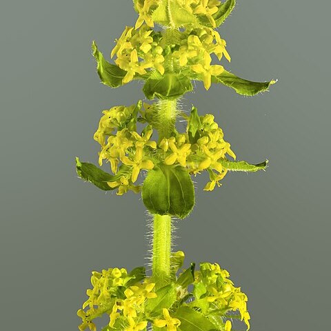 Cruciata unspecified picture