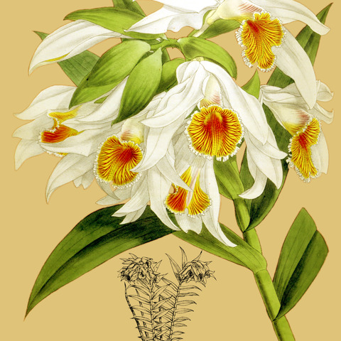 Thunia alba var. alba unspecified picture