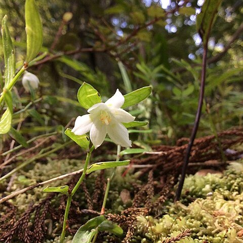 Luzuriaga parviflora unspecified picture