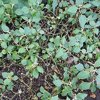 Impatiens purpureoviolacea unspecified picture