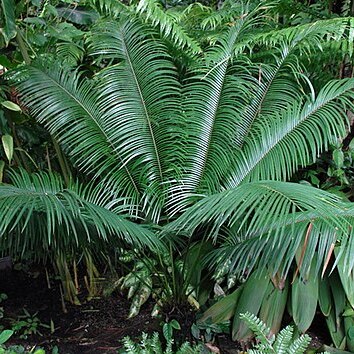 Cycas wadei unspecified picture