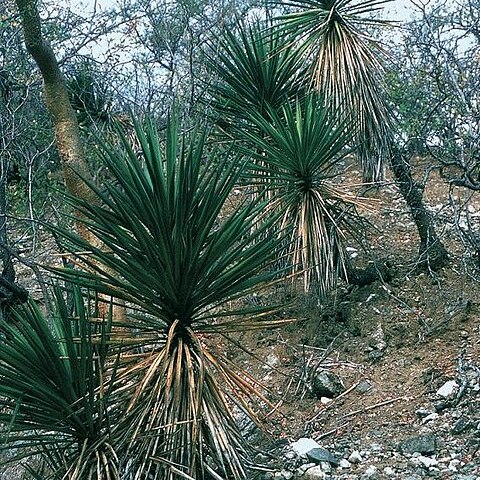 Yucca capensis unspecified picture