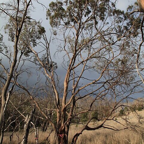 Eucalyptus morrisbyi unspecified picture