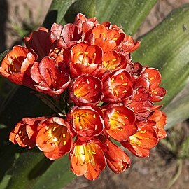 Clivia unspecified picture