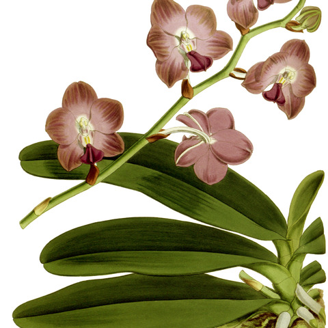 Phalaenopsis marriottiana unspecified picture