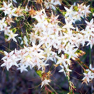 Calytrix tetragona unspecified picture