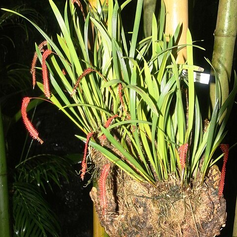 Dendrochilum wenzelii unspecified picture