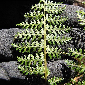 Athyrium microphyllum unspecified picture