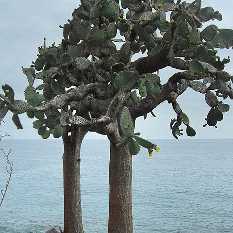 Opuntia echios var. barringtonensis unspecified picture