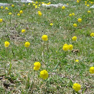 Ranunculus bupleuroides unspecified picture