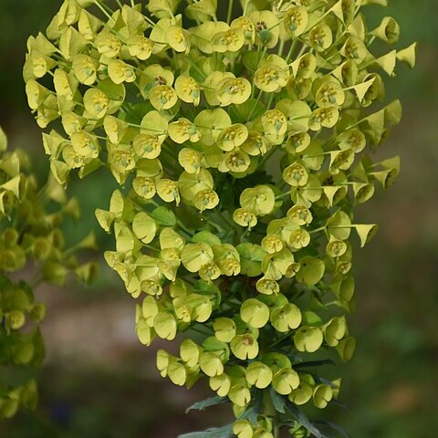 Euphorbia characias subsp. characias unspecified picture