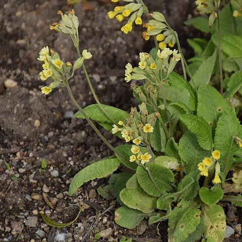 Primula edelbergii unspecified picture