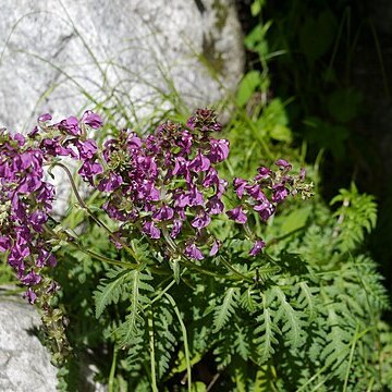 Pedicularis pyramidata unspecified picture