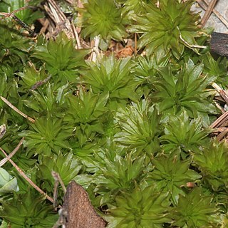 Rhodobryum ontariense unspecified picture