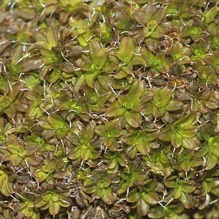 Syntrichia virescens unspecified picture