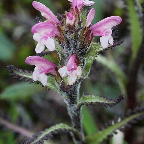 Pedicularis hirsuta unspecified picture