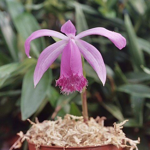 Pleione bulbocodioides unspecified picture