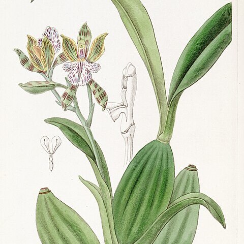 Aspasia variegata unspecified picture