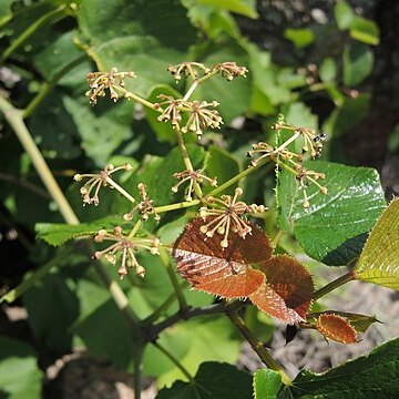 Ampelocissus bombycina unspecified picture