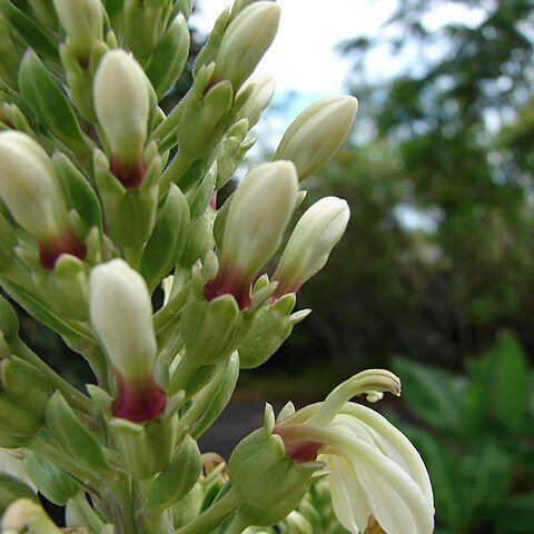 Lobelia boninensis unspecified picture