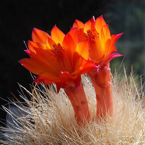 Matucana haynei subsp. herzogiana unspecified picture