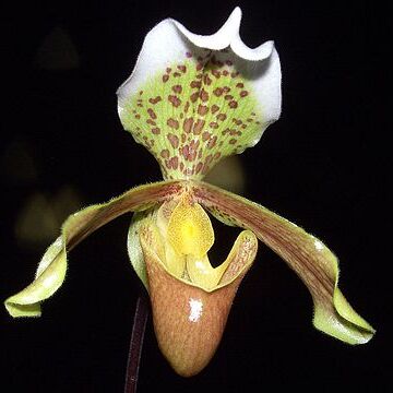 Paphiopedilum insigne unspecified picture