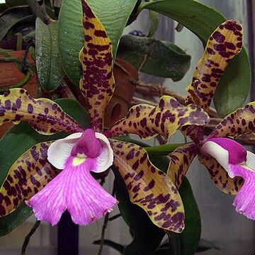 Cattleya aclandiae unspecified picture