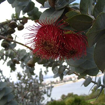 Eucalyptus rhodantha unspecified picture