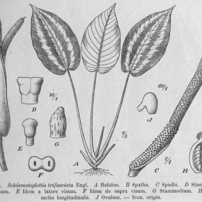 Schismatoglottis trifasciata unspecified picture