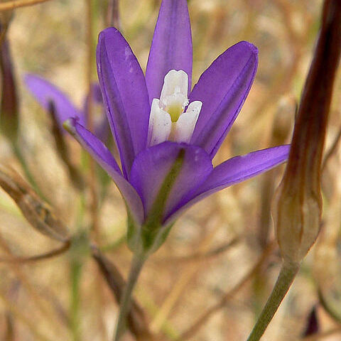 Brodiaea unspecified picture