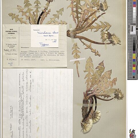 Taraxacum rivulare unspecified picture